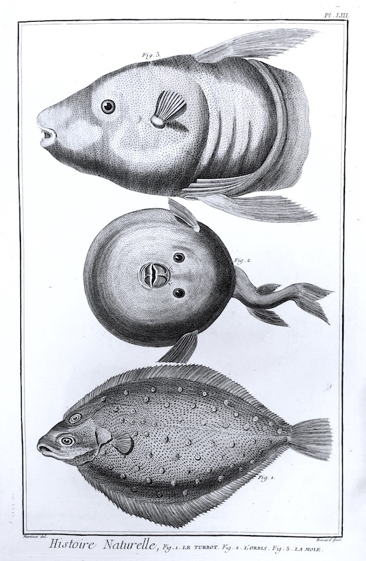 Acuáticos - Histoire Naturelle (Peces), Fig. 1. Le Turbot, Fig. 2. L' Orbis, Fig. 3. La Mole - Pl. LIII